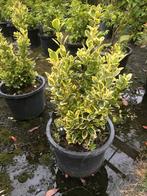 Tekoop: eonymus gold (marieke) in pot, Ophalen, Overige soorten