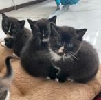Britse korthaar kittens, Dieren en Toebehoren, Meerdere dieren, Kortharig, 0 tot 2 jaar