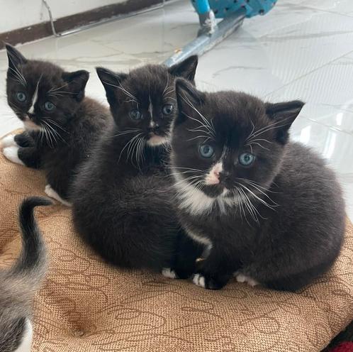Britse korthaar kittens, Dieren en Toebehoren, Katten en Kittens | Overige Katten, Kortharig, Meerdere dieren, 0 tot 2 jaar