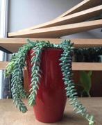 Grote bloempotten vazen rood keramiek vintage kamerplanten, Tuin en Terras, Bloempotten, Rond, Binnen, Ophalen of Verzenden, Zo goed als nieuw