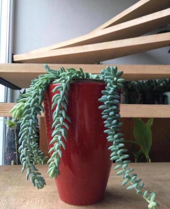 Grote bloempotten vazen rood keramiek vintage kamerplanten, Tuin en Terras, Bloempotten, Zo goed als nieuw, Terracotta, Binnen