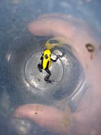 0.0.4 dendrobates tinctorius nikita, Dieren en Toebehoren, Reptielen en Amfibieën, Amfibie