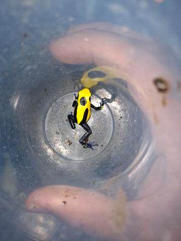 0.0.4 dendrobates tinctorius nikita  beschikbaar voor biedingen