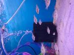 Tetra stigma Malawi cichlide, Dieren en Toebehoren, Vissen | Aquariumvissen, Vis