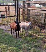 2 ooilammeren, Dieren en Toebehoren, Vrouwelijk, Schaap