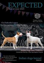 Bullterrierpups met Stamboom, Dieren en Toebehoren, Honden | Jack Russells en Terriërs, Bull Terriër, 8 tot 15 weken, CDV (hondenziekte)