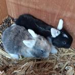 3 jonge dwerg hangoor x Leeuwenkopje konijnen te koop, Dieren en Toebehoren, Konijnen, Geslacht onbekend, Dwerg, Hangoor