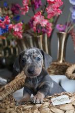 Dwergteckel pups, Dieren en Toebehoren, Honden | Teckels en Dashonden, Parvo, Reu, 8 tot 15 weken, Korthaar