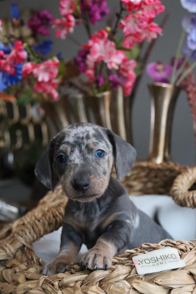 Dwergteckel pups, Dieren en Toebehoren, Honden | Teckels en Dashonden, Reu, Korthaar, Dwerg, Particulier, Meerdere, Nederland