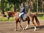 Fijne d leerpony, Dieren en Toebehoren, Merrie, Gechipt, L, 11 jaar of ouder