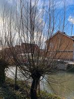 Wilgenhout - 1 jarig (gratis), Ophalen, Halfschaduw, Overige soorten, 100 tot 250 cm