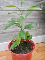 Citroen Planten 🍋, Tuin en Terras, Planten | Tuinplanten, Ophalen of Verzenden, Bloeit niet, Overige soorten