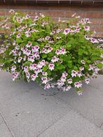 Grote Kleinbloemige Geranium  kleine Bloempjes met Bloempot, Tuin en Terras, Ophalen, Zomer, Overige soorten, Volle zon