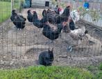 Broedeieren australorp groot blauw/vuilwit/zwart, Dieren en Toebehoren, Kip