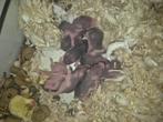 Baby Syrische hamsters, Hamster, Geslacht onbekend, Tam, September