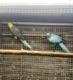 Kweekkoppel halsbandparkieten opaline wkws, Dieren en Toebehoren, Vogels | Parkieten en Papegaaien, Meerdere dieren, Parkiet