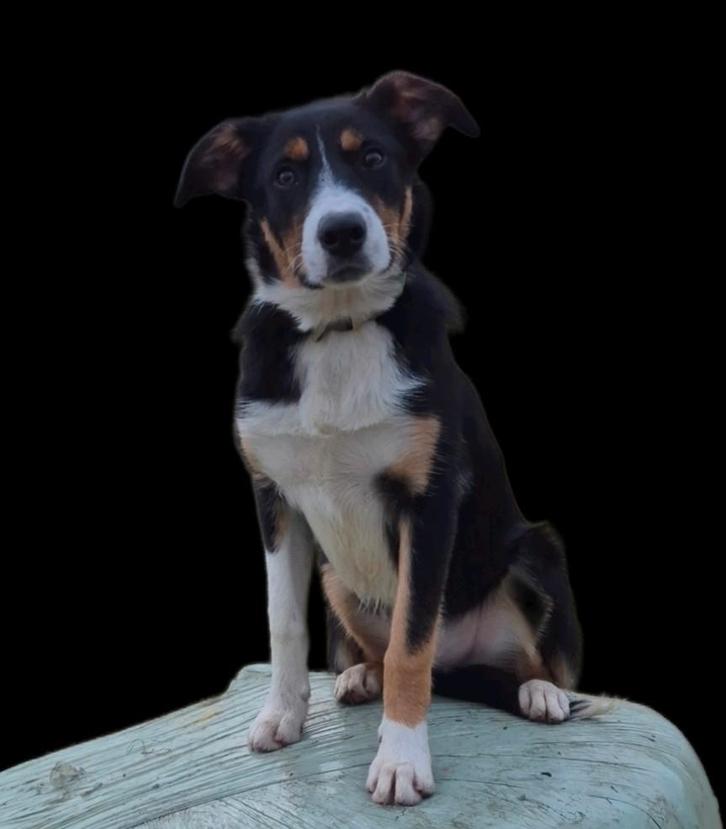 Mooie lieve jonge border collie, Dieren en Toebehoren, Honden | Herdershonden en Veedrijvers, Reu, Collie, Particulier, Eén hond