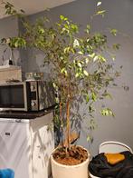 Ficus boom, In pot, Halfschaduw, Overige soorten, Bloeit niet