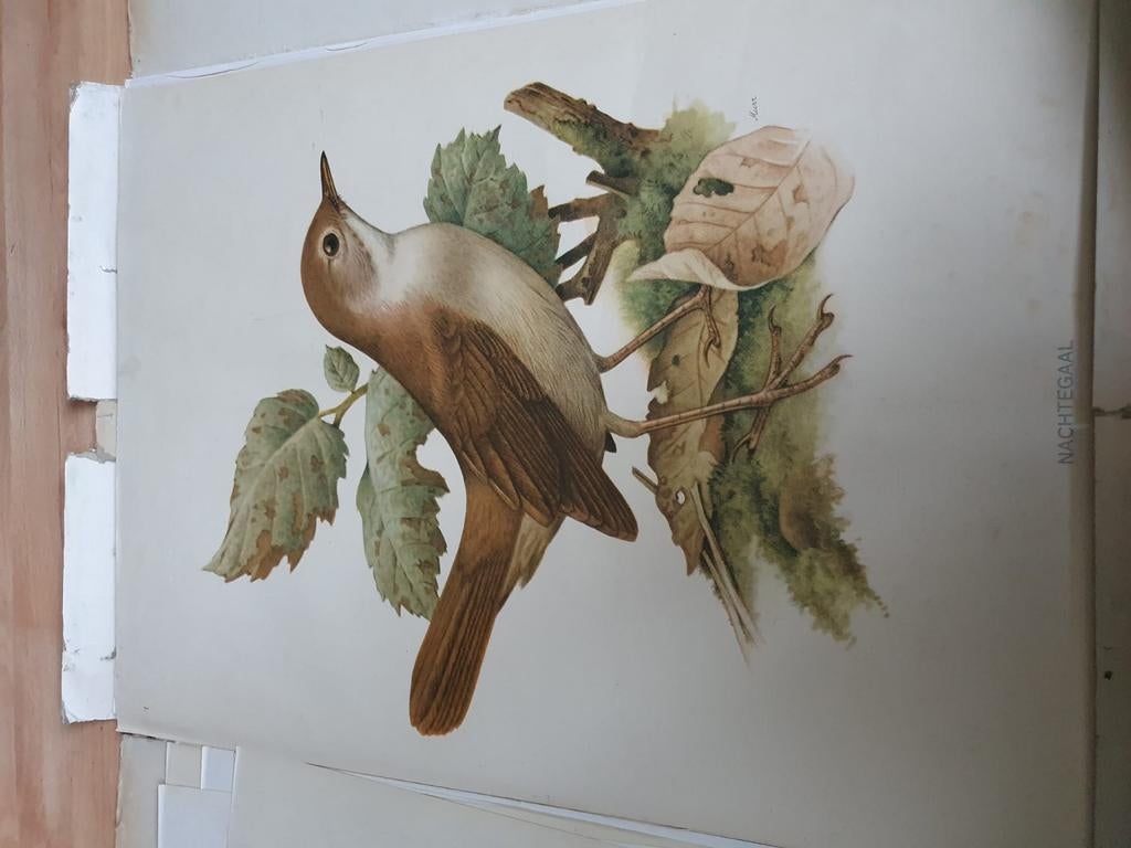 Oude Schoolplaten, Antiek en Kunst, Ophalen of Verzenden, Natuur en Biologie