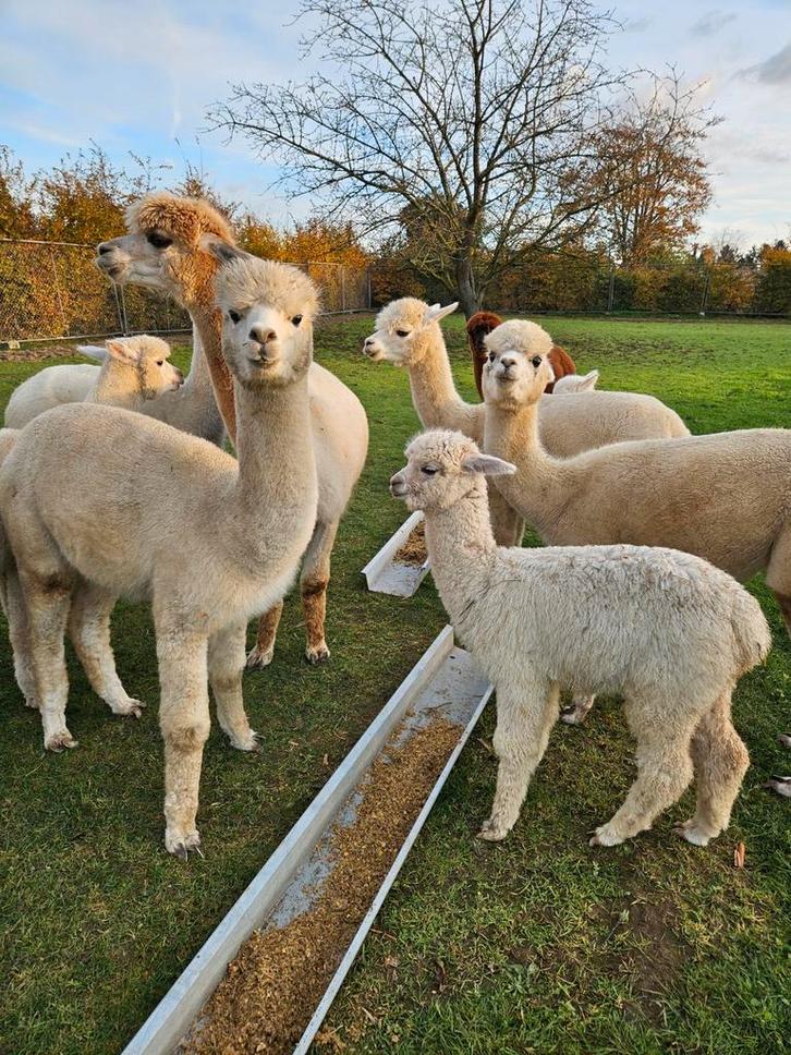 Alpaca's  merrie's  te koop., Dieren en Toebehoren, Overige Dieren, Vrouwelijk, Juni