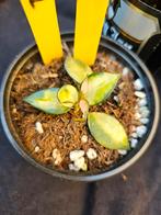 Zeer zeldzame Hoya lacunosa asami reborn nr 1, Overige soorten, In pot, Minder dan 100 cm, Bloeiende kamerplant