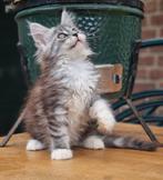 Stamboom Maine Coon kitten Poes, Dieren en Toebehoren, Poes, Gechipt, 0 tot 2 jaar