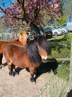 Shetland merrie zoekt met SPOED een gouden huisje, Merrie, Niet van toepassing, A pony (tot 1.17m), 7 tot 10 jaar
