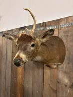 Opgezet Whitetail hert met abnorm gewei, Ophalen, Zo goed als nieuw, Hert, Opgezet dier