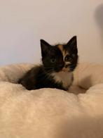3 prachtige kruising kittens, Dieren en Toebehoren, Katten en Kittens | Overige Katten, Meerdere dieren