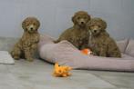 Medium Goldendoodle pups, Poedel, Nederland, CDV (hondenziekte), 8 tot 15 weken