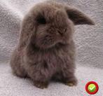 ❤️ECHTE MINILOP SWEET TEDDY HANGOOR GEVACCINEERD/ONTWORMD️✅️, Dieren en Toebehoren, Konijnen, Vrouwelijk, Dwerg, Hangoor