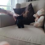zwarte kitten, Dieren en Toebehoren, Kater, Ontwormd, 0 tot 2 jaar