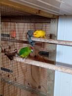 Te koop een koppel groen bonte x geel kakarikies, Dieren en Toebehoren, Vogels | Parkieten en Papegaaien, Meerdere dieren, Parkiet