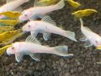 L144 Snow white shortfin, L 144, Dieren en Toebehoren, Vis, Zoetwatervis