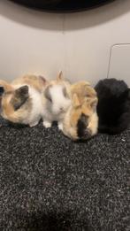 Baby konijnen, Dieren en Toebehoren, Konijnen, Geslacht onbekend, Klein, 0 tot 2 jaar