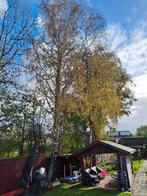 2 Berk Bomen  kappen in ruil voor brandhout, Ophalen, Bloeit niet, Volle zon, Overige soorten