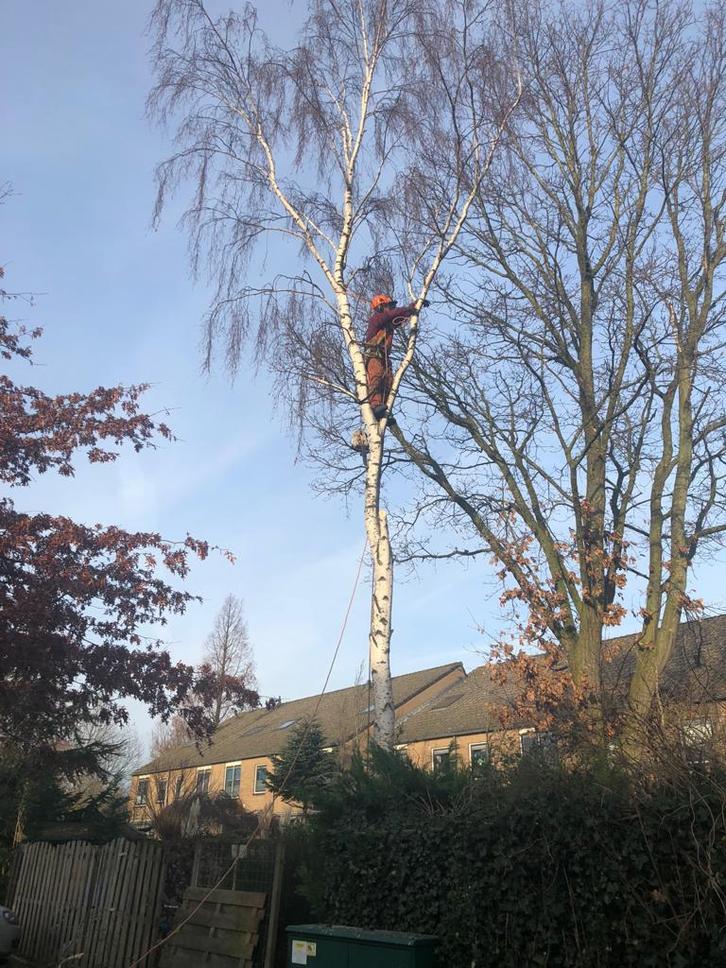 Boom verwijderen, Ik zaag / vel deze  goedkoop weg., Diensten en Vakmensen, Tuinmannen en Stratenmakers