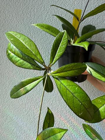 Hoya Crassipetiolata beschikbaar voor biedingen