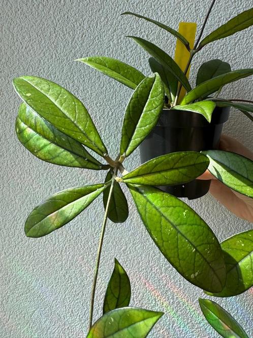 Hoya Crassipetiolata, Huis en Inrichting, Kamerplanten, Overige soorten, Minder dan 100 cm, Bloeiende kamerplant, Halfschaduw