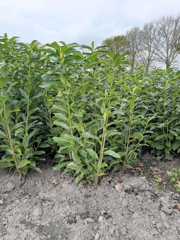 Prunus laurier Genolia S.blijvend blote wortel prima planten