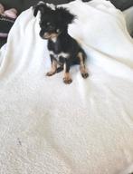 Mooie chihuahua pups, Dieren en Toebehoren, Rabiës (hondsdolheid), 8 tot 15 weken, Meerdere, Meerdere dieren