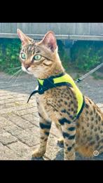Gesteriliseerd,super lief,7jaar,savannah f3!, Poes