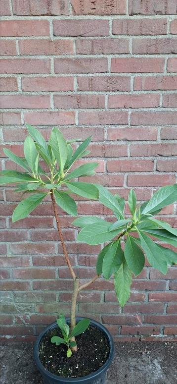 Edgeworthia chrysantha, papierstruik beschikbaar voor biedingen