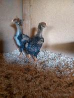 Barnevelder haantjes dubbelgezoomd, Dieren en Toebehoren, Mannelijk, Kip