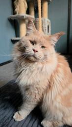 Maine coon dekkater, Dieren en Toebehoren, 0 tot 2 jaar