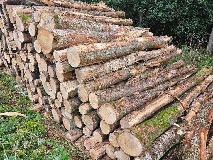 Haardhout stammen per volle vracht Eiken Essen, Tuin en Terras, Haardhout, Ophalen of Verzenden