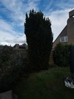 taxus 5 meter hoog, Tuin en Terras, Ophalen, Bloeit niet, Halfschaduw, Overige soorten