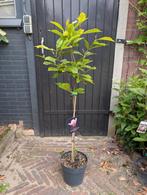 Magnolia Soulangeana op stam, Overige soorten, Minder dan 100 cm, Zomer, Ophalen