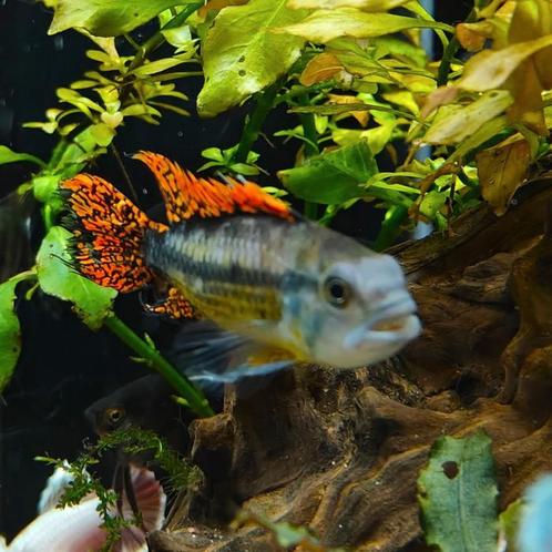 Apistogramma cacatouides, Dieren en Toebehoren, Vissen | Aquariumvissen, Vis