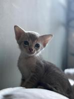 2 kittens oosterse korthaar/ britse korthaar, Dieren en Toebehoren, Meerdere dieren, Ontwormd, 0 tot 2 jaar